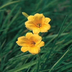 2 QT. Stella D'oro Daylily Plant with Yellow Flowers