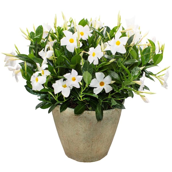 3.1 Gal. (#12) Patio Upgrade Dipladenia Flowering Annual Shrub with White Blooms