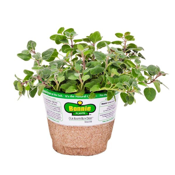 19 oz. Hot N Spicy Oregano Herb Plant
