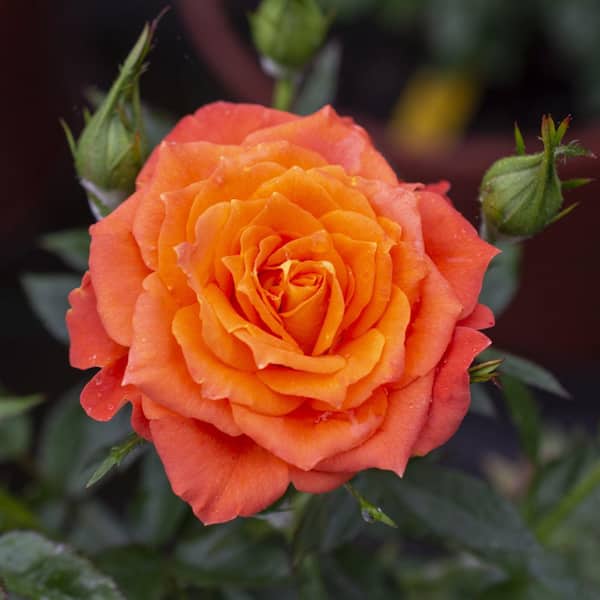 national PLANT NETWORK 2 Gal. Sunblaze Amber Rose with Peach Flowers