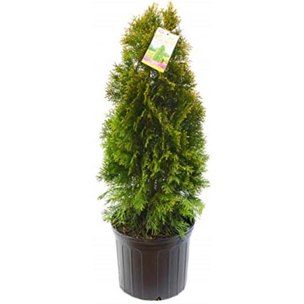 3 gal. Emerald Green Arborvitae, Live Plant with Green Foliage and Pyramidal Form, Zone 3-8 (1 Pack)