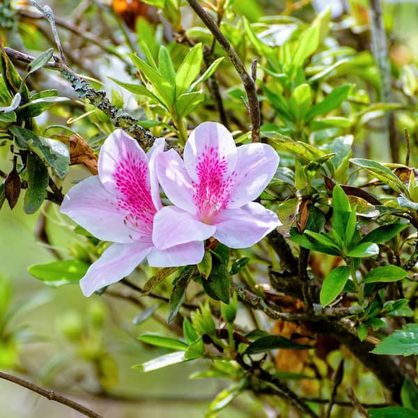 Perfect Plants 3 Gal. George Tabor Azalea Flowering Shrub (2-Pack