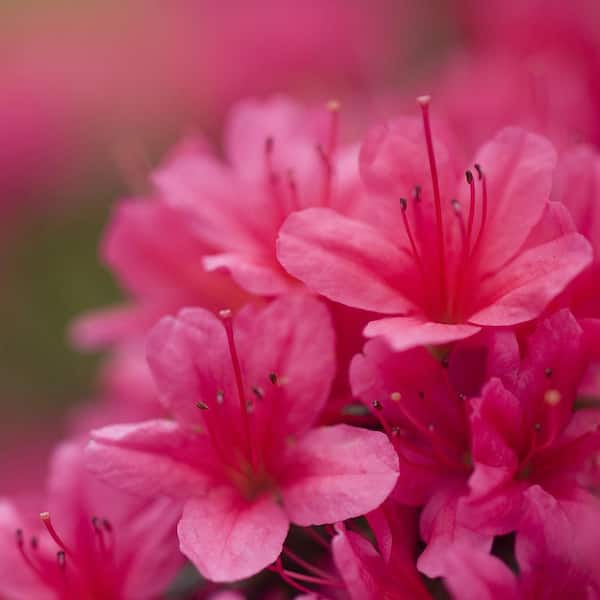 Spring Hill Nurseries 3 Gal. Pot Girard Rose Azalea, Broadleaf Evergreen Flowering Shrub (1-Pack)