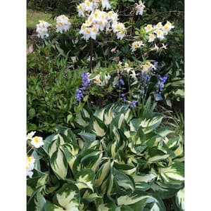 1 Gal. Fire and Ice Hosta Live Flowering Shade Perennial Plant, White and Green Variegated Foliage