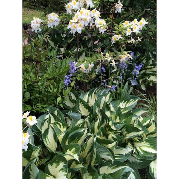 BELL NURSERY 1 Gal. Fire and Ice Hosta Live Flowering Shade Perennial Plant, White and Green Variegated Foliage