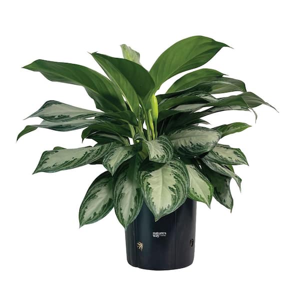 NATURE'S WAY FARMS Aglaonema Silver Bay Live Indoor Plant in Growers Pot Average Shipping Height 2-3 Ft. Tall