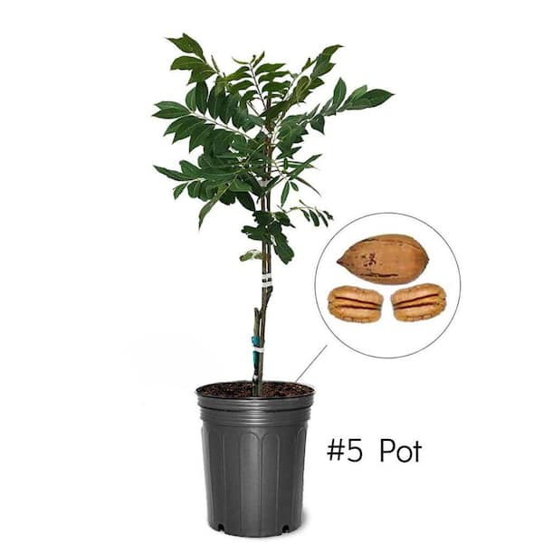 Unbranded 5 Gal. Zinner Pecan Tree