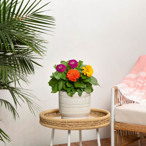 METROLINA GREENHOUSES 3 qt. Zinnia Red, Pink, Yellow Mix Annual