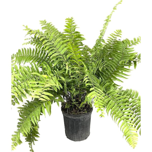 Wekiva Foliage Macho Fern-Live Plant in a 10 in. Pot-3 gal. Nephrolepsis Biserrta 'Macho'-Florist Quality Shrubs from Florida