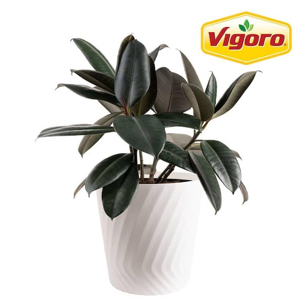 Vigoro Burgundy Rubber Indoor Plant in 8.75 in. White Decor Pot, Avg. Shipping Height 2-3 ft. Tall