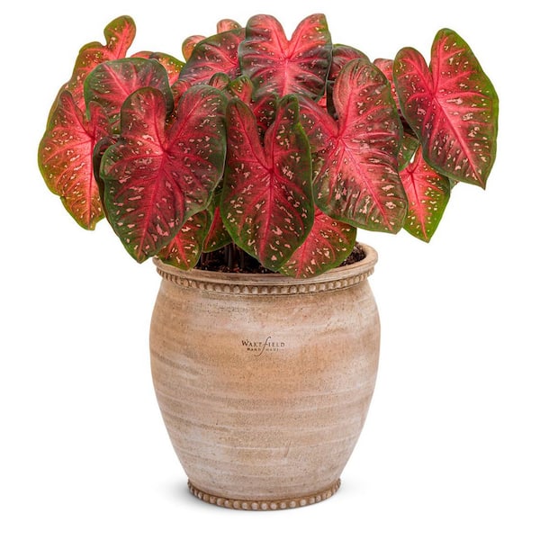 PROVEN WINNERS 2.5 qt. Fast flash/Bottle rocket Caladium Combo Live Plant (1-Pack)
