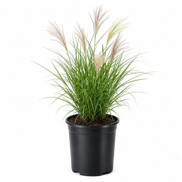 2.5 Qt. Maiden Grass (Miscanthus Sinensis Gracillimus), Live Ornamental Perennial, Silver-Green Foliage