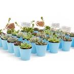 2 in. Wedding Event Rosette Succulents Plant with Blue Metal Pails and Let Love Grow Tags (100-Pack)