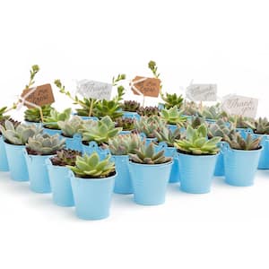 2 in. Wedding Event Rosette Succulents Plant with Blue Metal Pails and Let Love Grow Tags (140-Pack)