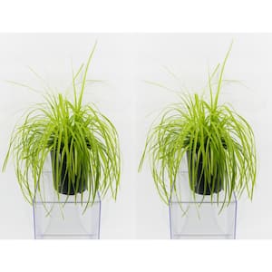 2.5 qt. Perennial Carex Oshimensis Everillo Grass (2-Pack)