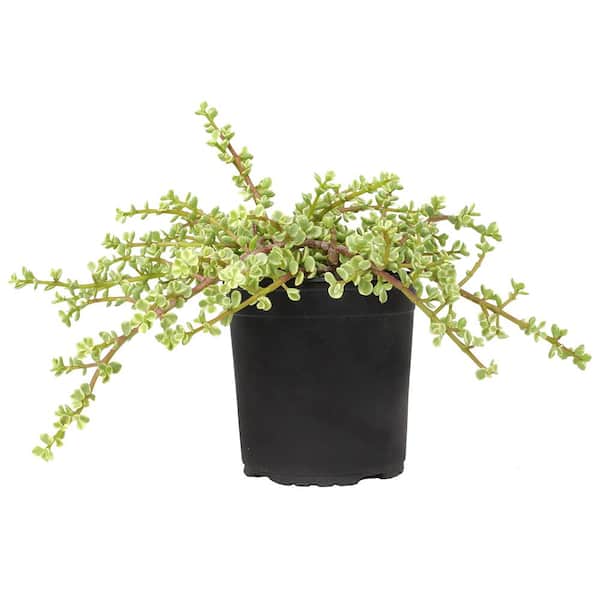 ALTMAN PLANTS Portulaca (12-Pack)