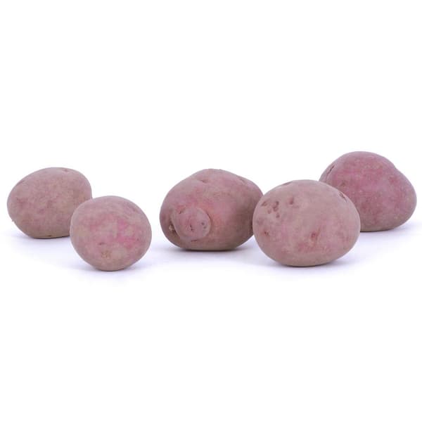 VAN ZYVERDEN Potatoes USDA Organic Cherry Red (Set of 12-Bulbs)