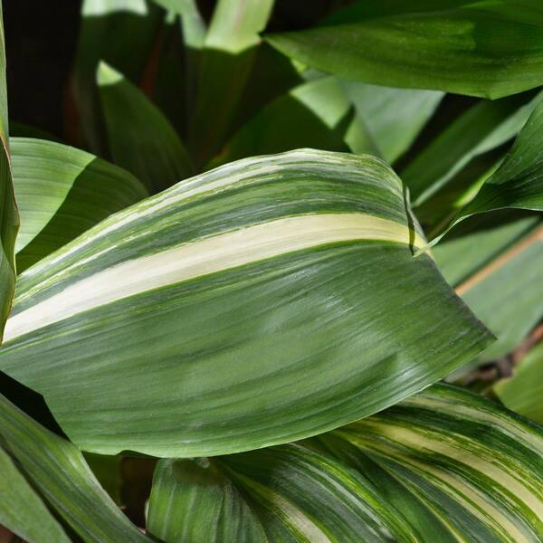 hot agave Organic Hot Agave In The Raw – Martie main image 0