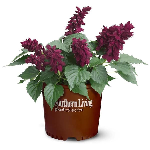 SOUTHERN LIVING 2.5 Qt. Saucy Wine Salvia, Live Blooming Perennial Plant, Burgundy-Red Flower Spikes
