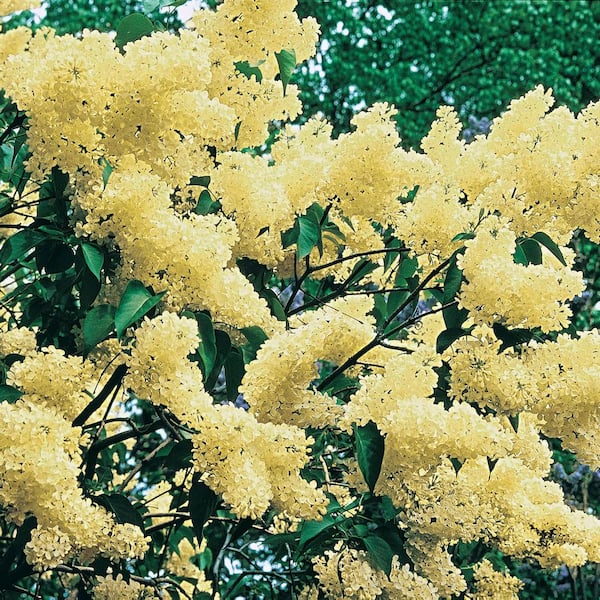 Spring Hill Nurseries Primrose Lilac (Syringa), Live Bareroot Deciduous Flowering Shrub, with Yellow Flowers (1-Pack)