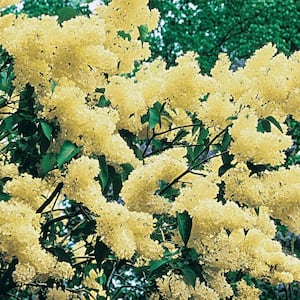Primrose Lilac Bush Dormant Bare Root Flowering Shrub Starter Plant (1-Pack)