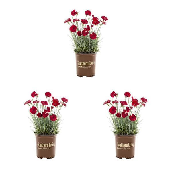 METROLINA GREENHOUSES 2.5 qt. Southern Living Dianthus Carnation American Pie Cherry Red Perennial Plant (3-Pack)