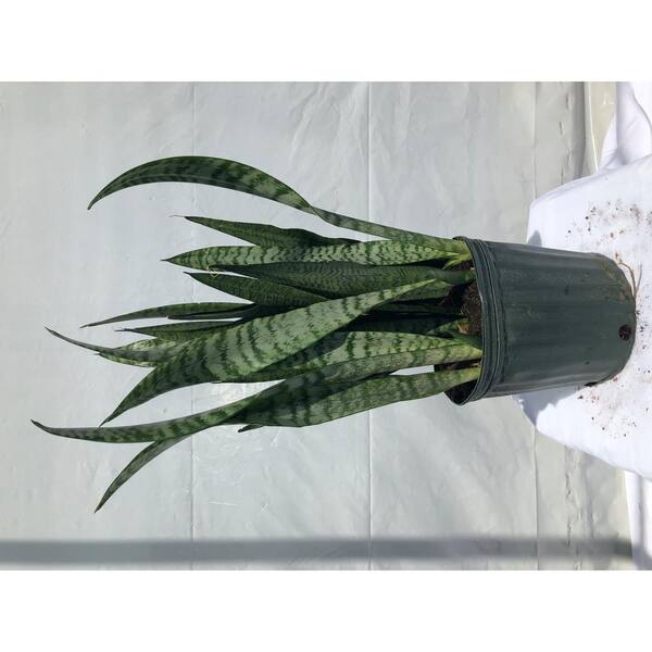 photos of tiger lilies Lily Tiger Lancifolium