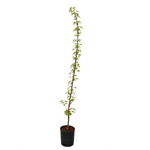 1 gal. 3 Cheers Deciduous Vine Maple Tree MAPVTH01GH - The Home Depot