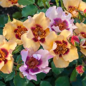 4 in. Pot, In Your Eyes Shrub Rose, Multicolor Pastel Color Flowers Live Potted Plant (1-Pack)