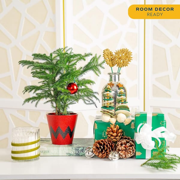 Norfolk Island Pine Indoor Plant in 4 in. Red Decor Pot, Avg. Shipping Height 10 in. Tall