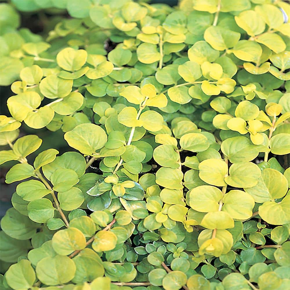 3.5 in. Gold Creeping Jenny Plant 201 The Home Depot
