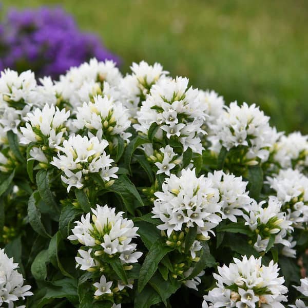 0.65 Gal. Angel Bells Clustered Bellflowers (Campanula Glomerata) Live Perennial Plant with White Flowers