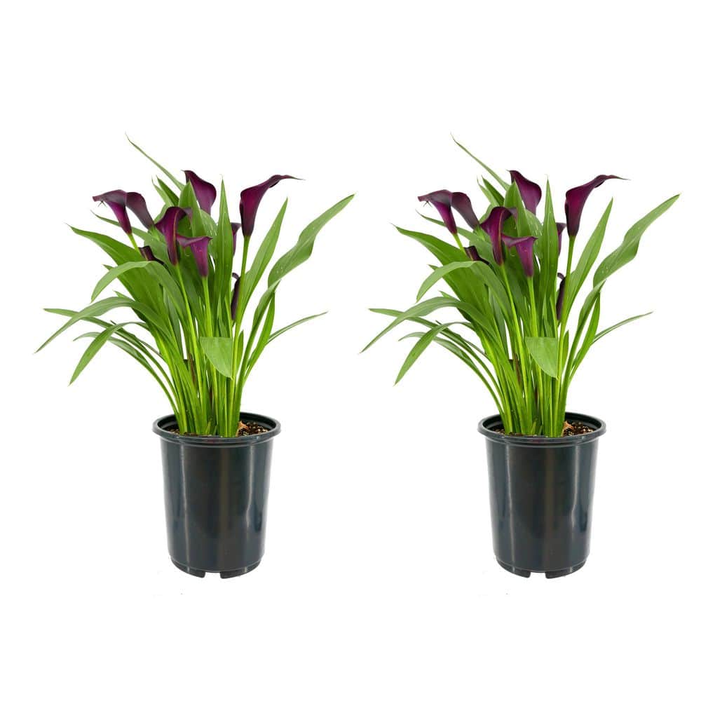 2.5 Qt. Perennial Calla Lily Black (2-Pack)