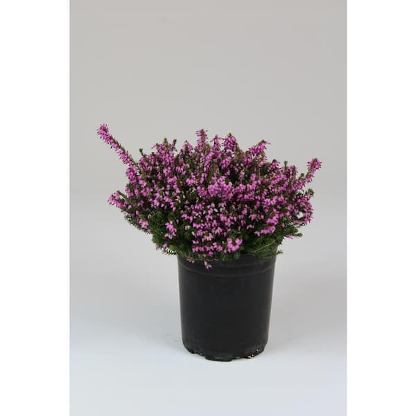 Unbranded 2.5 Qt. Erica Heather Flowering Shrub