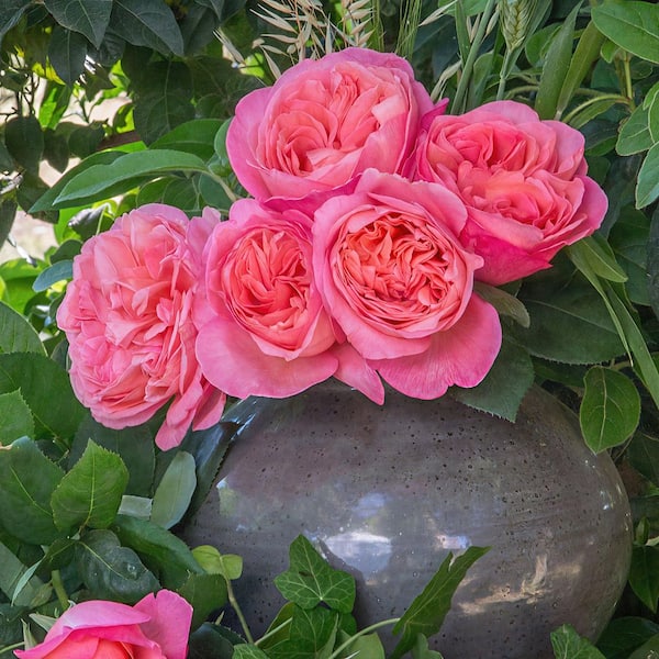 BLOOMABLES Bareroot Scentables Sweet Mademoiselle Hybrid Tea Rose