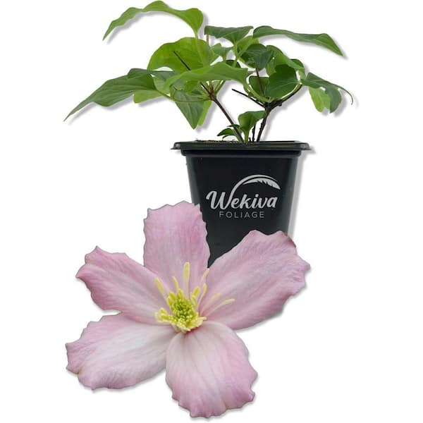 Clematis Montana Elizabeth-Live Starter Plant in a 2 Inch Growers Pot-Starter Plants Ready for The Garden