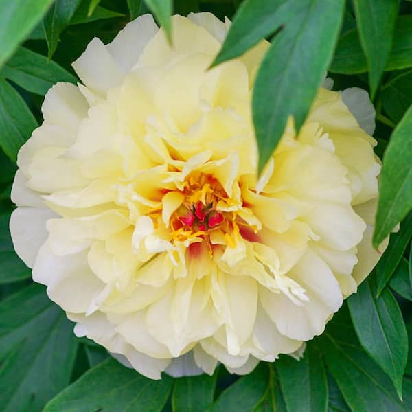 Spring Hill Nurseries Vanilla Manila Itoh Peony Bare Root Flowering Perennial Starter Plant Root