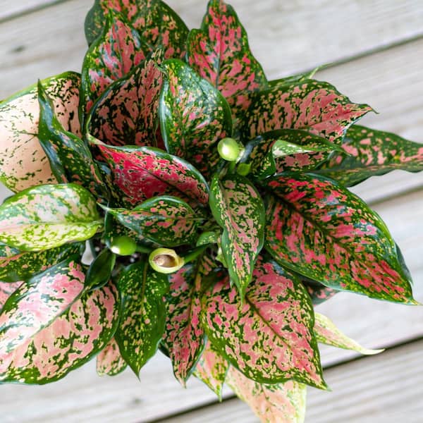Free Shipping! United Nursery Live Aglaonema Ruby Ray