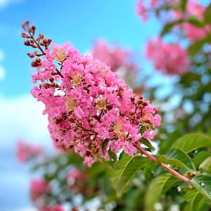 Sioux Crape Myrtle Green Leaf Pink Flowering Ornamental Tree