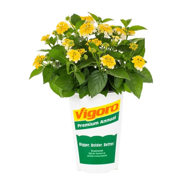 Vigoro 2 QT Lantana 'Bandana Lemon Zest' Yellow Annual Plant
