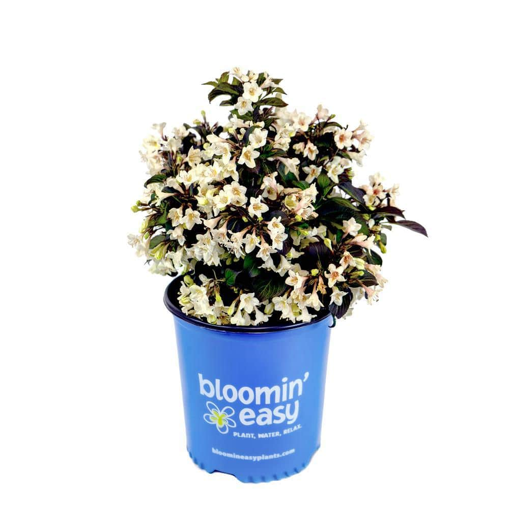 BLOOMIN' EASY 1 Gal. Tuxedo Weigela Live Shrub, Pure White Flowers ...