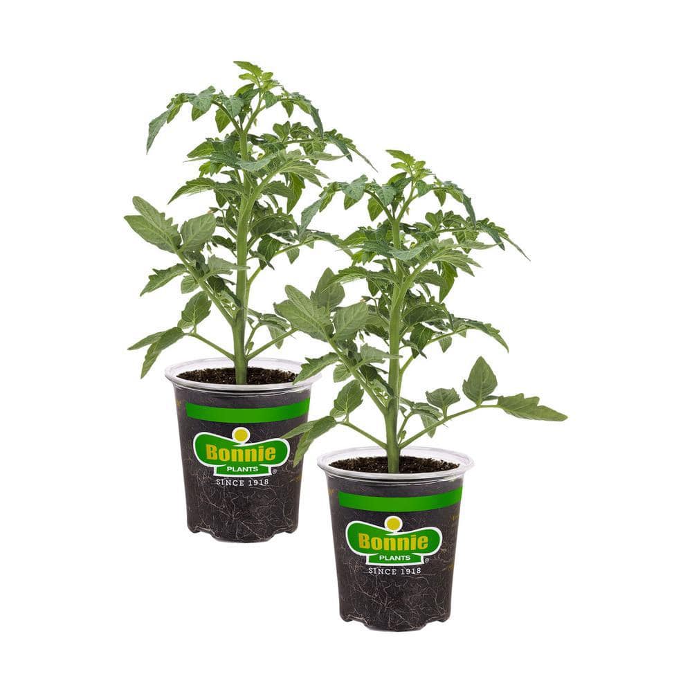19 oz. Big Beef Tomato Plant (2-Pack)
