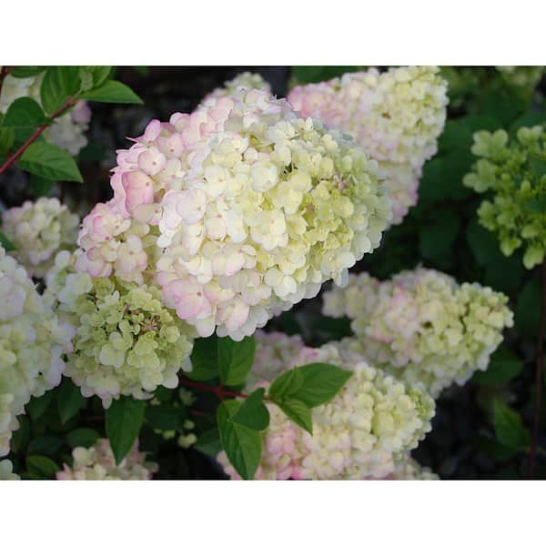 FIRST EDITIONS 2 Gal. Strawberry Sundae Hydrangea Flowering FIRST EDITIONS 2 Gal. Strawberry Sundae Hydrangea Flowering