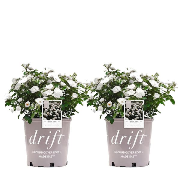 3 Gal. White Drift Rose Bush with White Flowers (2-Pack)