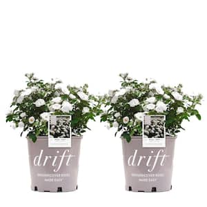 3 Gal. White Drift Rose Bush with White Flowers (2-Pack)