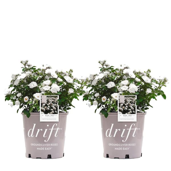 Drift 3 Gal. White Drift Rose Bush with White Flowers (2-Pack)
