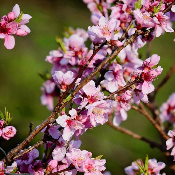 Peaches And Exotic Flower In Modern Fruit Bowl High-Res Stock