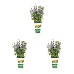 2 qt. Angelonia Summer Snapdragon Alonia Dark Lavender Purple Annual Plant (3-Pack)