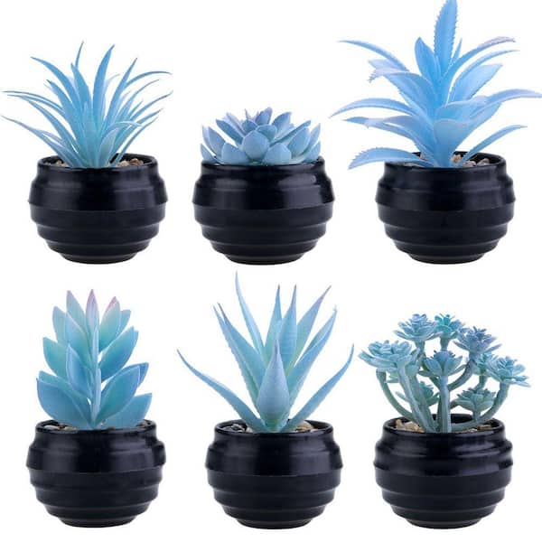 best wild flower seeds Desert Bloom Mix