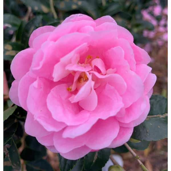 3 gal. Taylor's Perfection Japanese Camellia Shrub with Light Pink Flowers